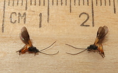 Bracon phylacteophagus