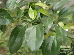 Cinnamomum yabunikkei