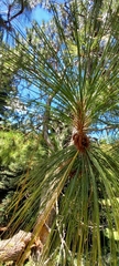 Pinus yunnanensis