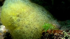 Pseudodistoma crucigaster