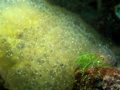 Pseudodistoma crucigaster