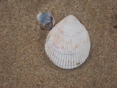 Acrosterigma kerslakae