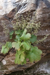 Heuchera missouriensis