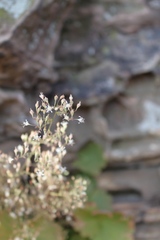 Heuchera missouriensis