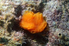 Aplidium elegans