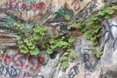 Heuchera missouriensis