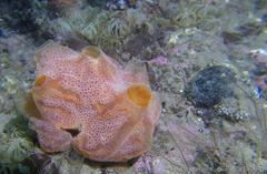 Aplidium elegans