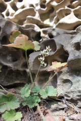 Heuchera missouriensis