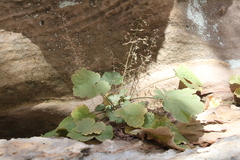 Heuchera missouriensis