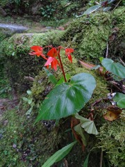 Begonia stenotepala