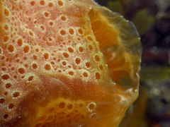 Aplidium elegans
