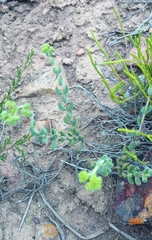 Crassula mesembryanthoides