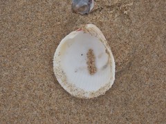 Acrosterigma kerslakae