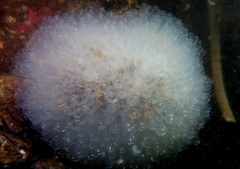 Clavelina oblonga