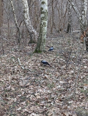 Corvus cornix