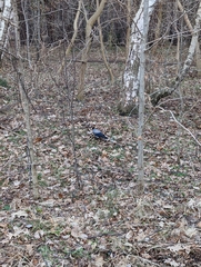 Corvus cornix