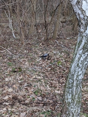 Corvus cornix