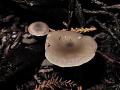 Clitocybe brunneoceracea image