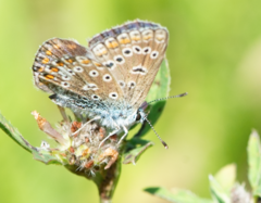 Polyommatus icarus