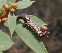 Psalidostetha banksiae