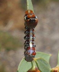 Psalidostetha banksiae