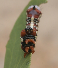 Psalidostetha banksiae