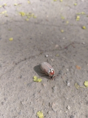 Melolontha hippocastani