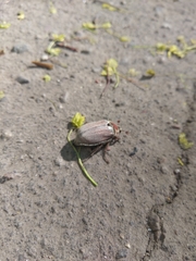 Melolontha hippocastani