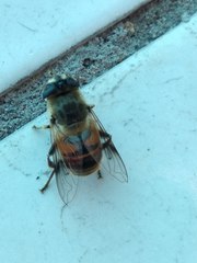 Eristalis tenax