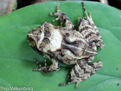 Craugastor megacephalus