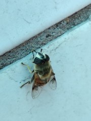 Eristalis tenax