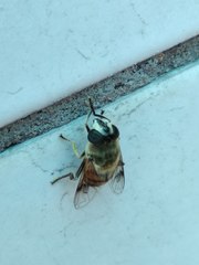 Eristalis tenax