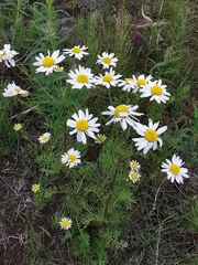 Tripleurospermum hookeri