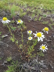 Tripleurospermum hookeri