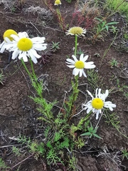 Tripleurospermum hookeri