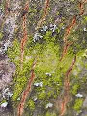Scoliciosporum
