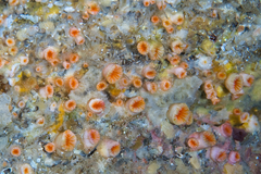 Cladopsammia eguchii