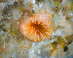 Cladopsammia eguchii