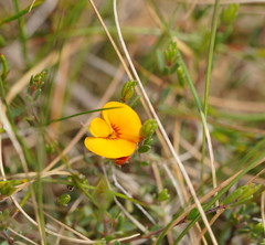 Bossiaea foliosa