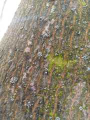 Scoliciosporum