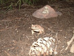 Anaxyrus microscaphus