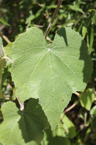 Vitis cinerea var. cinerea