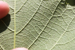 Vitis cinerea cinerea