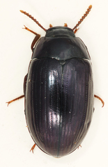 Platydema violacea
