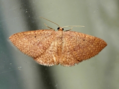 Poecilasthena ischnophrica