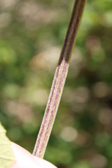 Vitis cinerea cinerea