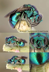 Pseudomalus violaceus