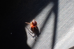Ruborridion musivum
