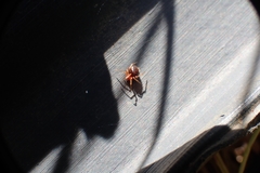 Ruborridion musivum