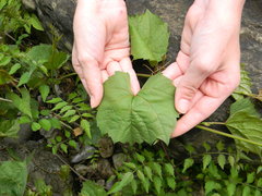Vitis rupestris